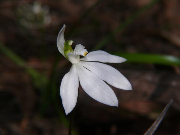 Petalochilus catenatus - White Fingers.jpg